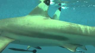 Cute, Cuddly Sharks