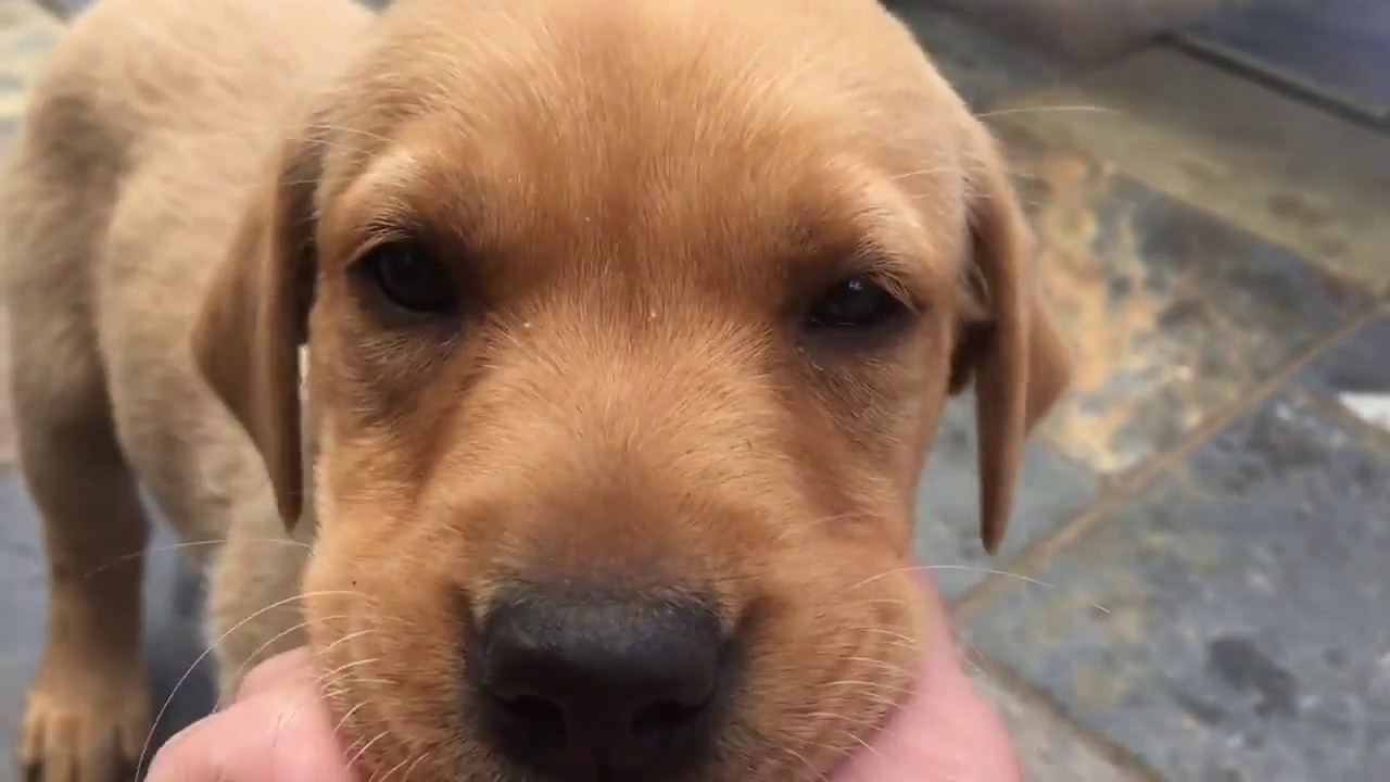 Where To Find Fox Red Lab Puppies For Sale Dogable