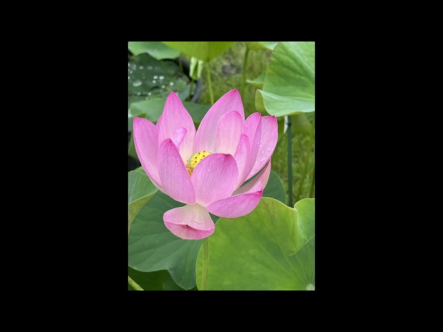 蓮の花（シューマン）/Junko Suga /菅純子