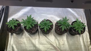 Indoor grow 2023: Seed to harvest: Ethos Grape Balls of Fire 3 weeks from seed