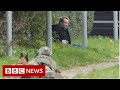 Danish submarine killer Madsen caught in prison escape - BBC News