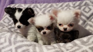 Adorable Chihuahua Faces x) screenshot 2