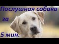 Послушная собака за 5 минут