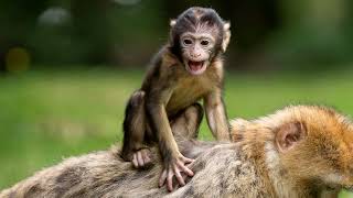 Monkey sound effect, cutest baby monkey sound, best monkey voice, funny little monkey baptised, free