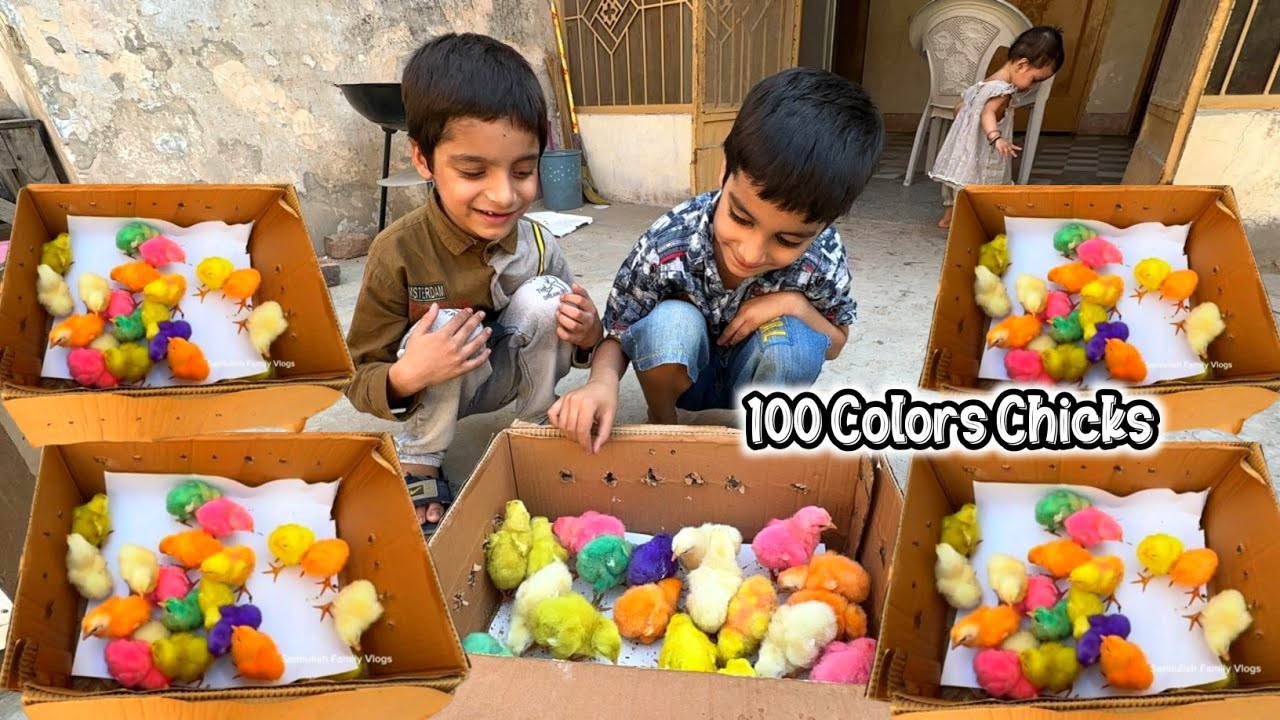 New Colorful Chikes Agye 😱 | Colors Chicks Video | Colors Chicks Growth ...