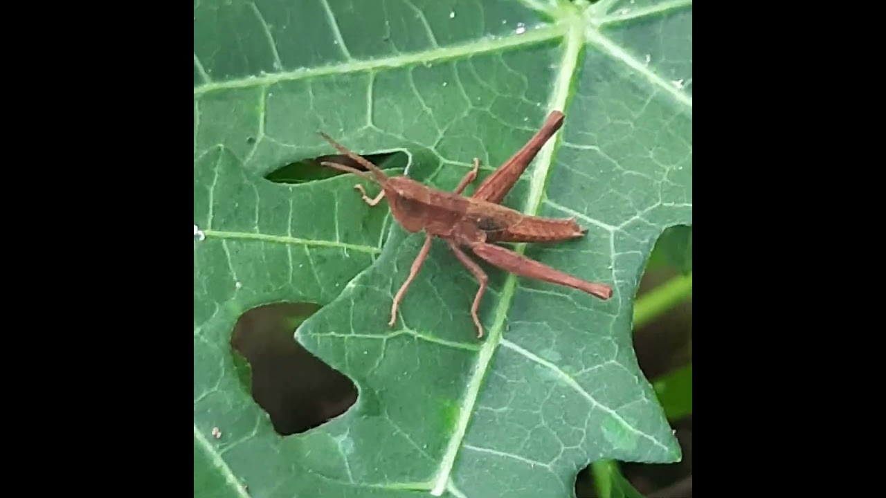 Nymph-Meadow Grasshopper-102nd. 