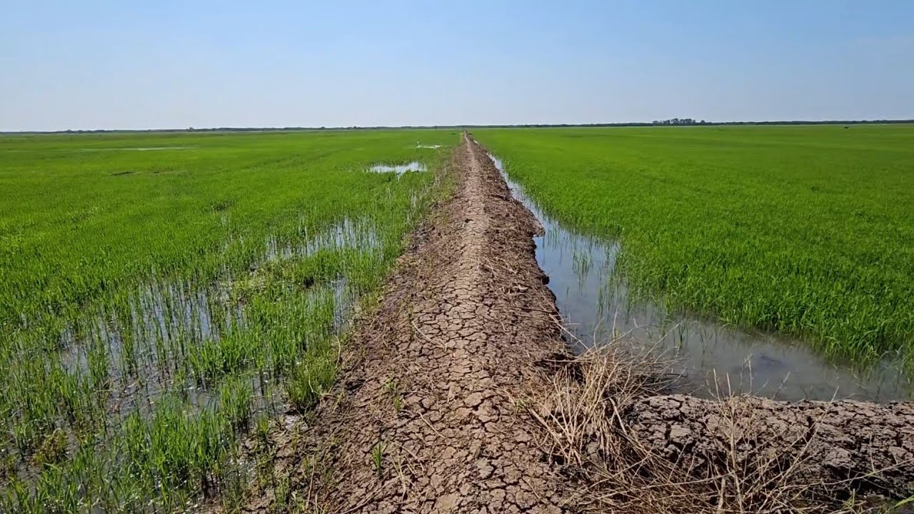 Rice fields landscape ​♥️🌾