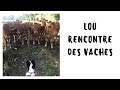 Vlog 3  rando et lou dcouvre les vaches