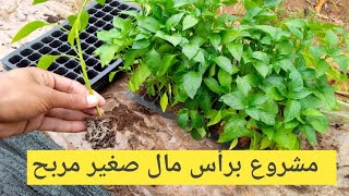 زراعة فلفل أخضر #مشروع _فلاحي_مربح في المنزل. Growing green pepper