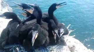 Bonamy Rock cormorant colony - June 2015