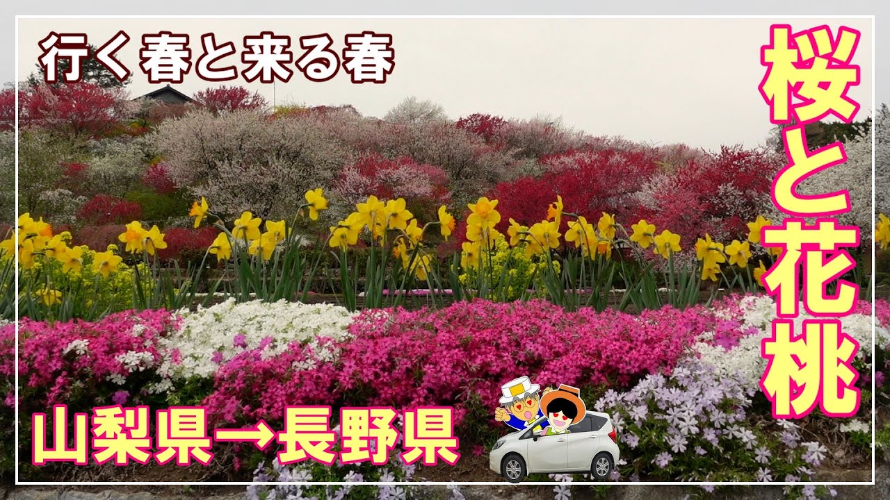 行く春（桜）と来る春（花桃）。桜と花桃の名所巡り中沢すみよしやの花桃/中沢の花桃/田切の花桃の里/比国平はなもも街道/昼神温泉/枝垂れ桜園/眞原桜並木/光前寺/天竜峡/三峰川沿い桜並木