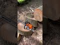 STIHL MS500i ❤️ #forestrylife #chainsaw #stihl #stihltimpersports