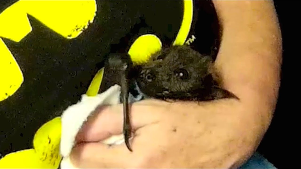 Juvenile flying-fox arrives at the Shoalhaven:  this is Wild Oats