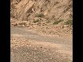 الورل اليمني في جبل أثرب