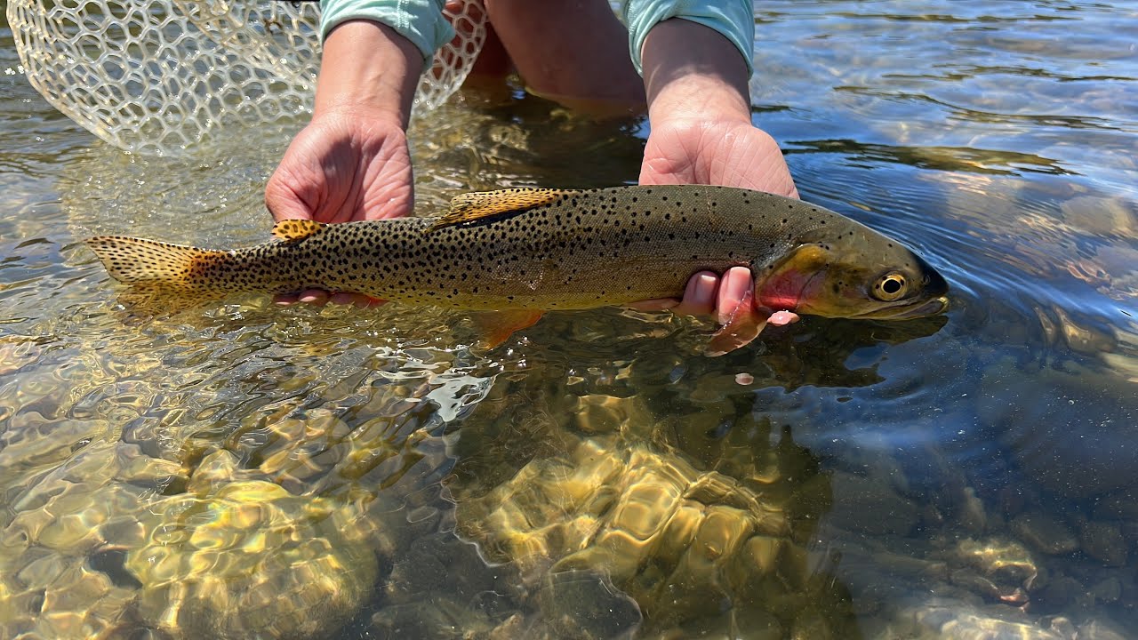 Jackson Lake Dam Fishing Snake River So easy, an Andrew can do it
