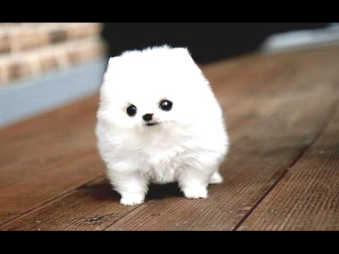 Funny Puppies And Cute Puppy Videos Compilation 2016 [BEST OF]