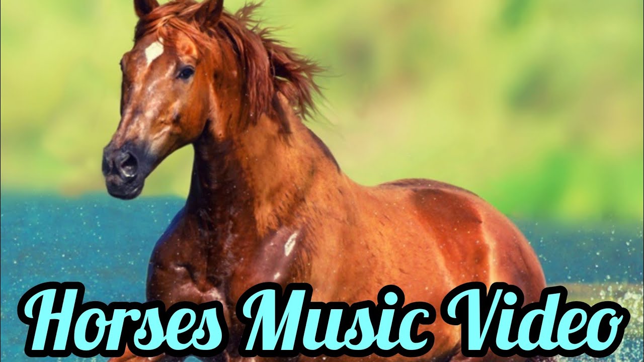 Horse Music Video YouTube
