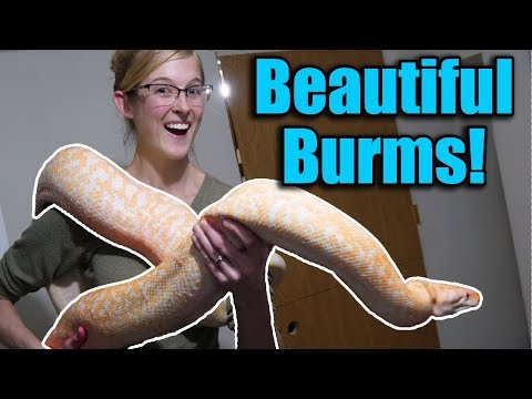 Touring a Burmese Python Breeder Facility! - YouTube