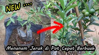 TEKNIK BARU ❗❗❗ Cara Menanam Jeruk di  POT Pendek dan Cepat Berbuah
