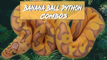 Banana Ball Python Morph Combos | Jack