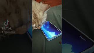 Кирилл любит котиков 🫠 #геншинимпакт #круткигеншин #кот #флинс