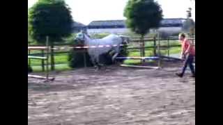 Cititia Sporthorse Bart Gommeren V Dynamite