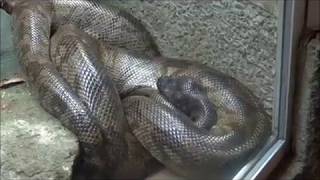 Malagasy Tree Boa and Emerald Tree Monitor at Bristol Zoo