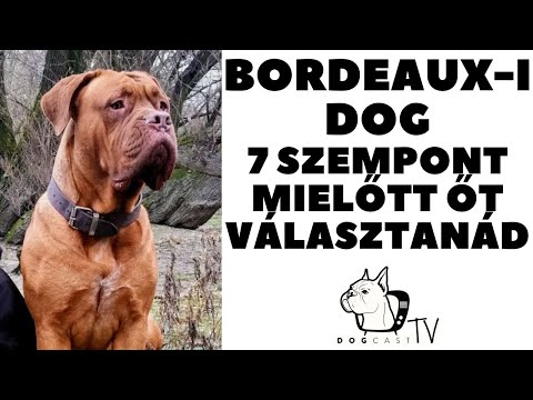 Videó: Bordeaux Kutyák: Gondozás és Táplálás