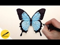 Как Нарисовать Бабочку поэтапно - How to Draw a Butterfly easy