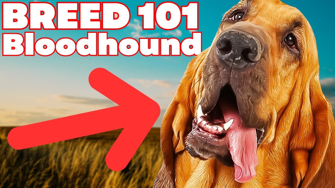 Are Bloodhounds Good Off Leash?