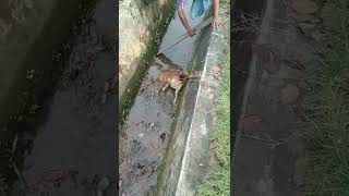 kasian..anjing nya mau sekarat dan tiba2 mati#shorts