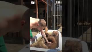 #bears #grizzlybear #bath #lazy #teddybear