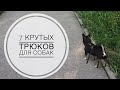 ДРЕССИРУЕМ СОБАКУ. 7 КРУТЫХ ТРЮКОВ