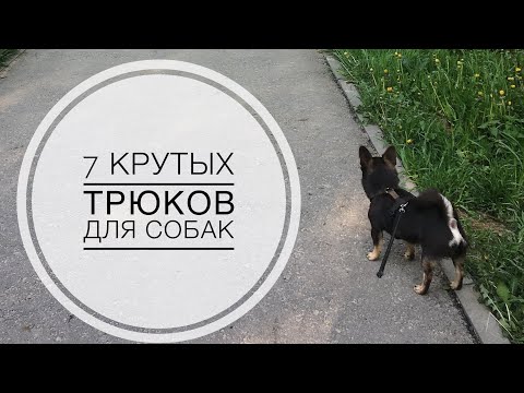 Видео: Породы собак с лучшими вещами, чем выучить трюк