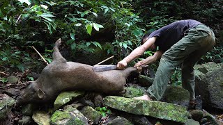 How to trap a big wild boar | Survival Instinct | Nolan