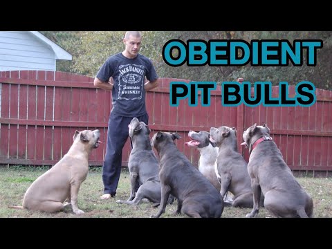 living-with-obedient-pitbulls?-a-tired-dog-is-a-good-dog!!!