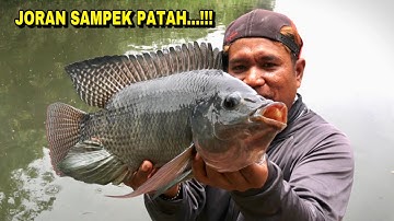 NGERI..!!! Keganasan saat Mancing ikan Nila Babon di sungai joran sampek Patah