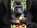 Интересные факты о гориллах #shorts  #shortsvideo  #shortsyoutube #animals #животные