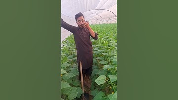 What are they doing with the cucumbers - cucumber farming #satisfying  #cucumber #short