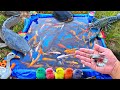 Mancing ikan cupang warna warni ikan lele ikan hias ikan koi ikan mas kurakura bebekpart760
