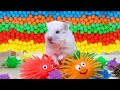 The best hamster challenges 12  hamster escapes from the most amazing mazes  mr hamster