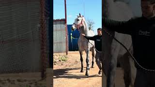 😍عجبو راسو عجبو راسو 🔥😍