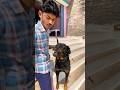 Don’t touch bro || #rottweiler #viral #dog #shorts