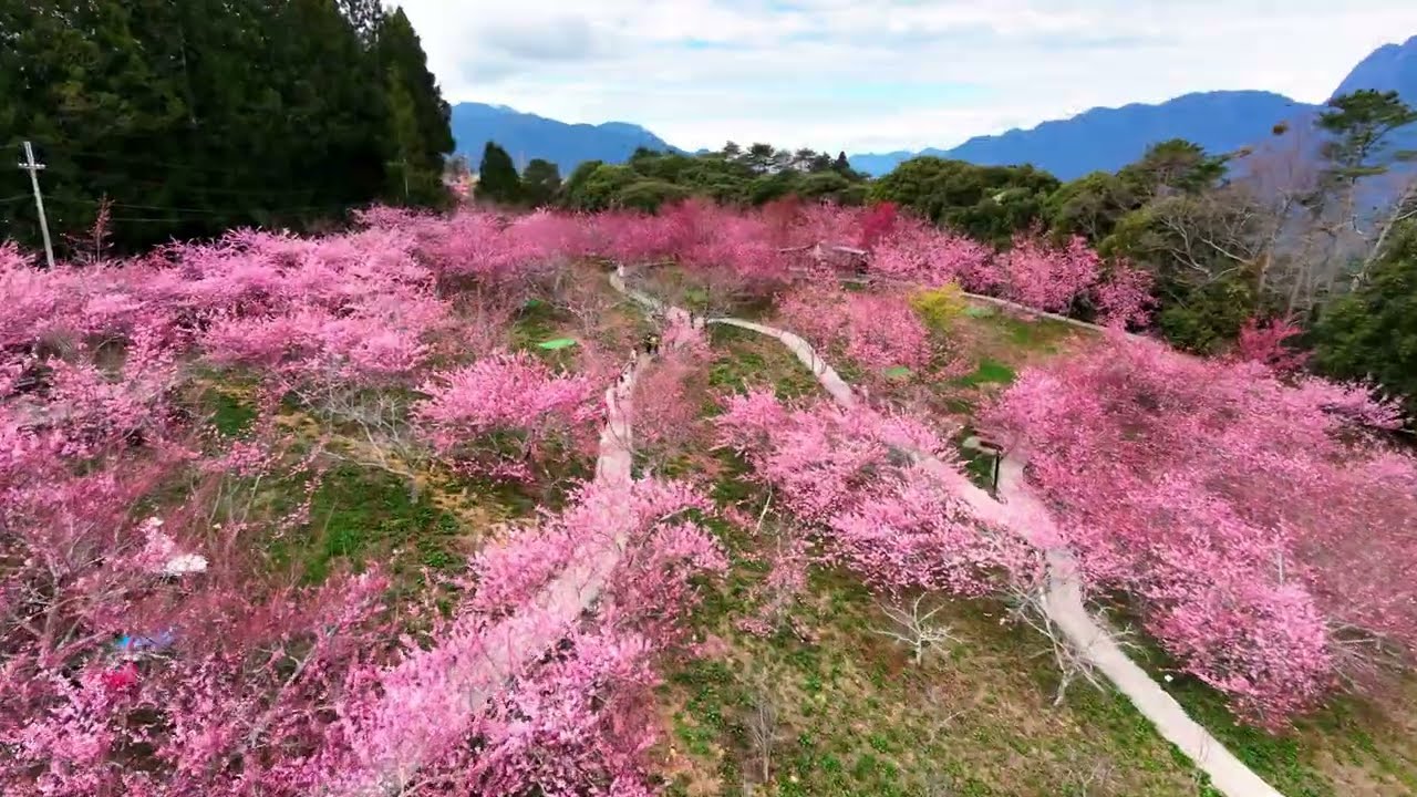 2026福壽山農場千櫻園空拍