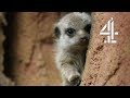 Adorable New Dad Meerkat Forgets to EAT While Feeding His Kids | The Secret Life Of The Zoo