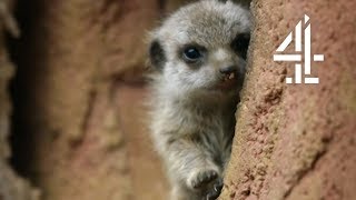 Adorable New Dad Meerkat Forgets to EAT While Feeding His Kids | The Secret Life Of The Zoo