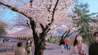 4K SEOUL WALK  Korea's Most beautiful, famous, crowded cherry blossom road Yeouido Yoonjungro.