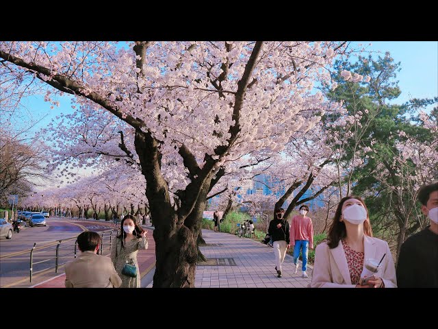 4K SEOUL WALK - Korea's Most beautiful, famous, crowded cherry blossom road 🌸Yeouido Yoonjung-ro. class=