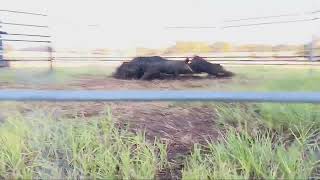Trapping Wild Hogs in East Texas