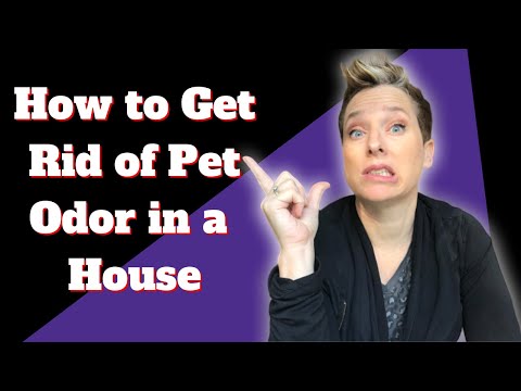 Video: How To Remove Pet Odors From Your Home